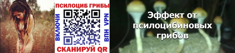даркнет сайт  Новозыбков  Галлюциногенные грибы Psilocybe 